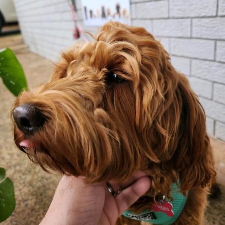 Cute Brown Long Haired Dog